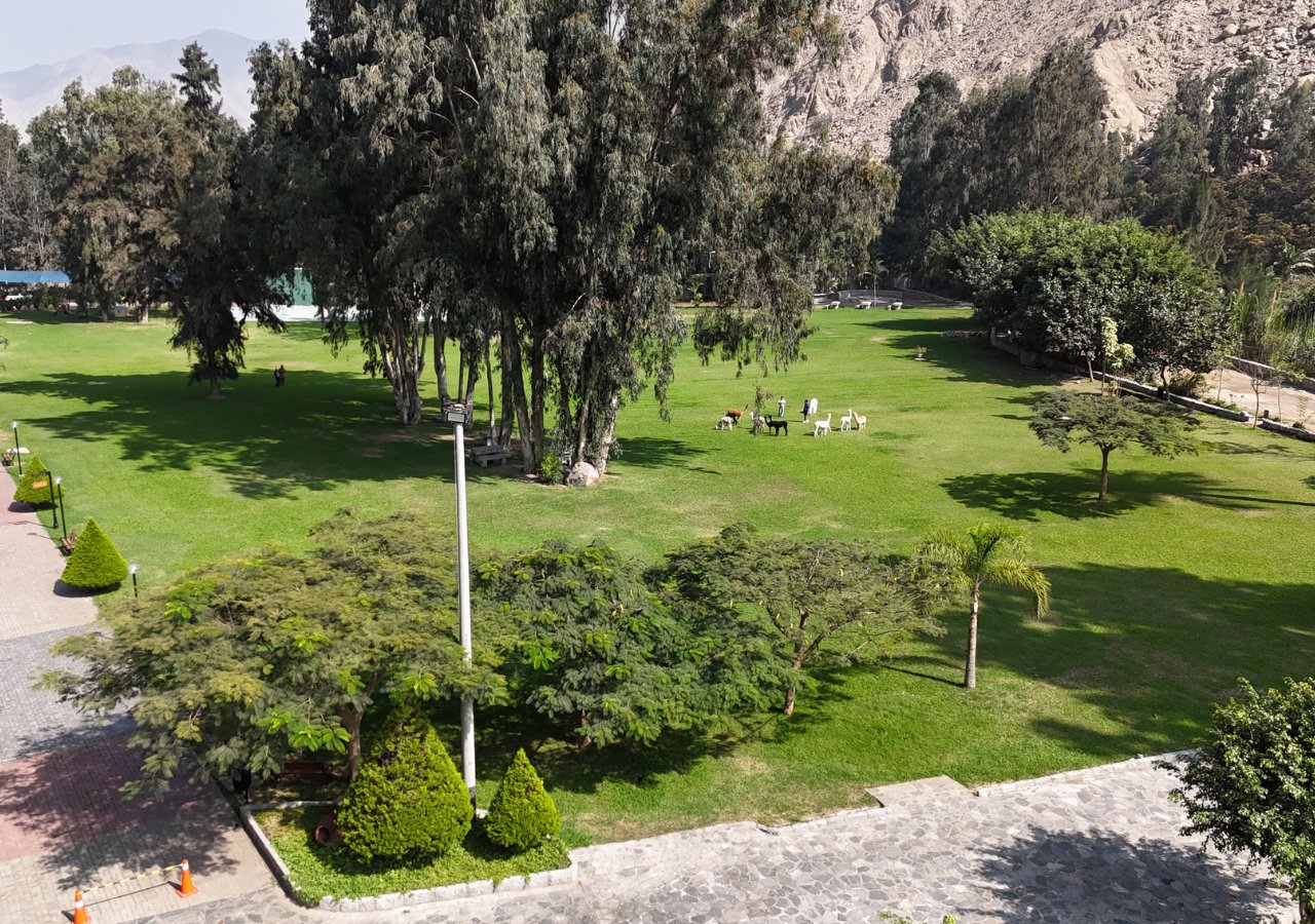 Áreas verdes y alpacas en Kankay Resort